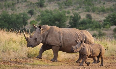 Delilah, Endangered Sumatran Rhino Finally Gives Birth in Way Kambas