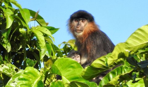 1. 'Monyet misterius' Kalimantan