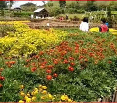 Mengunjungi Taman Bunga Kutabawa di Purbalingga, Suguhkan Panorama Alam di Kaki Gunung Slamet dan Udara Sejuk
