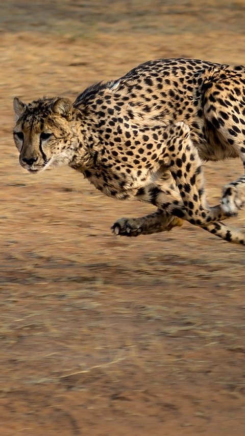 Terkenal Pelari Cepat, Ternyata Cheetah Bisa Diburu oleh 4 Hewan Ini