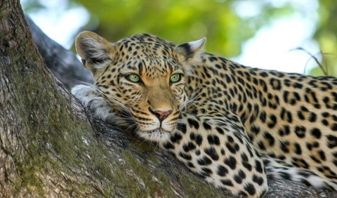 2. Leopard