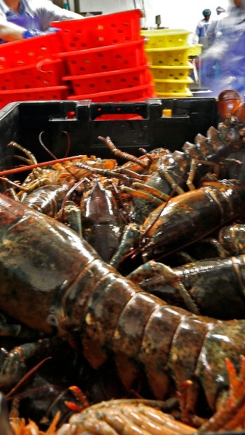 Menteri Trenggono Ingin Indonesia Punya Peran Strategis di Rantai Pasok Lobster Dunia, Begini Langkah Diambil