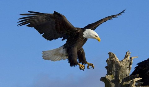 8. MIGHTY EAGLE : Northern Bald Eagle