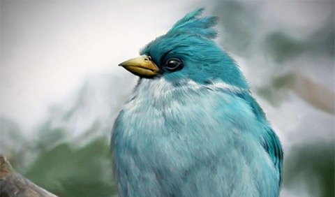 6. THE BLUES: Mountain Bluebirds