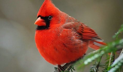 1. RED : Northern Cardinal