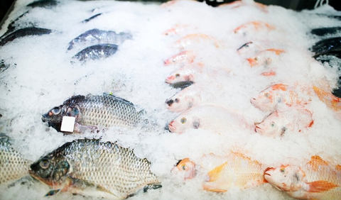 Menyimpan Ikan Beku dengan Benar