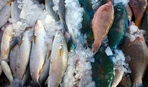 Hal yang Perlu Diperhatikan Saat Mengolah Ikan Beku