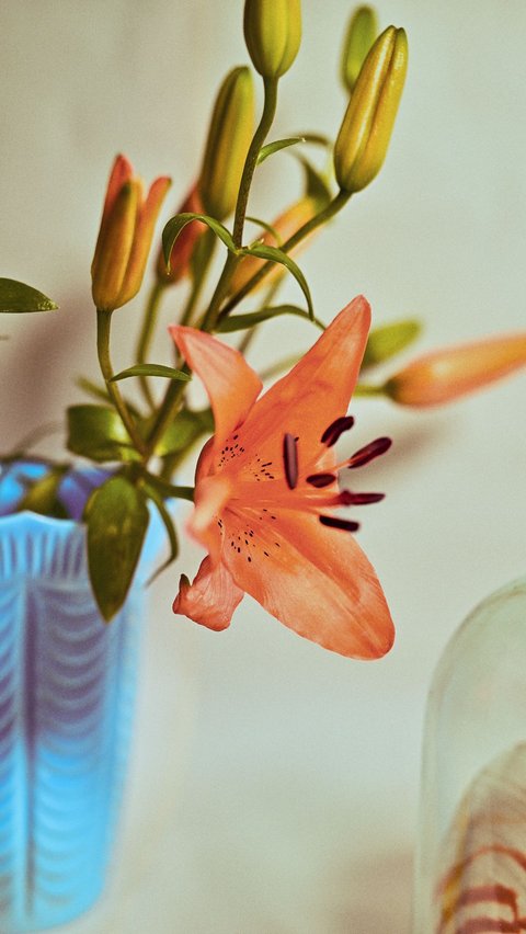 <b>Bunga Lily</b>