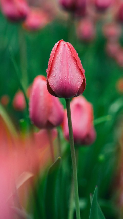 <b>Bunga Tulip</b>