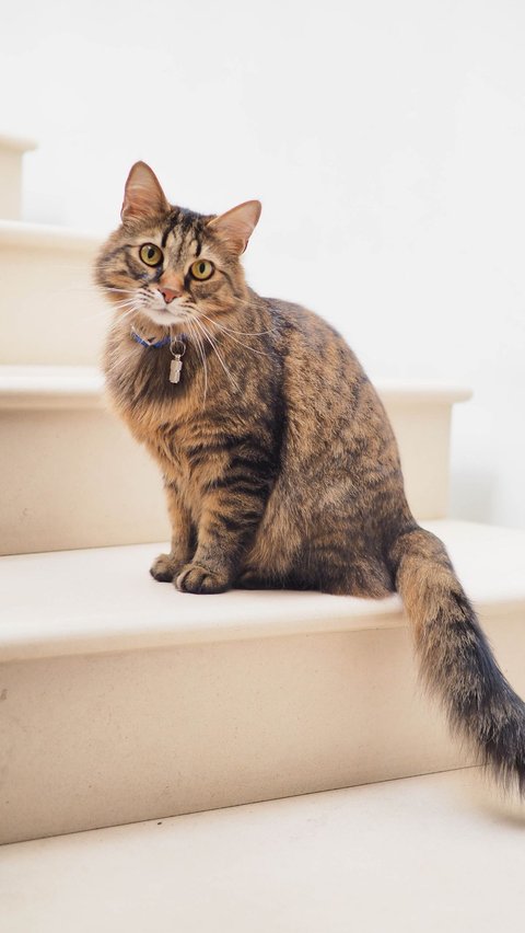 Kucing yang biasanya bersuara nyaring dan jelas, bisa mengalami perubahan suara menjadi serak atau tidak terdengar sama sekali.