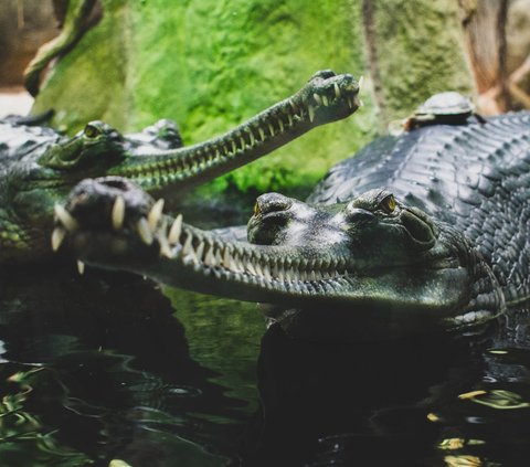 10 Meanings of Crocodile Dreams Believed to Indicate a Threat