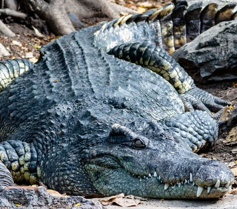 10 Meanings of Crocodile Dreams Believed to Indicate a Threat