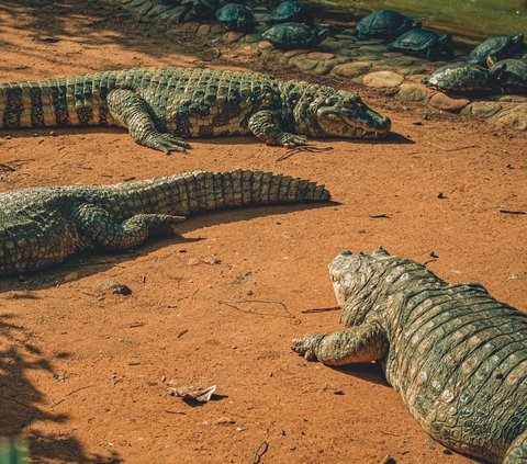 10 Meanings of Crocodile Dreams Believed to Indicate a Threat