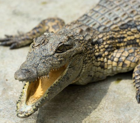 10 Meanings of Crocodile Dreams Believed to Indicate a Threat