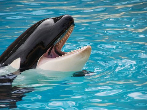 11 Proofs That Orca Whales Show Their Intelligence, Similar to Dolphins