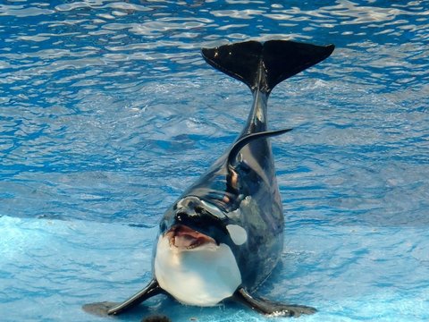 11 Bukti Paus Orca Menunjukkan Kecerdasannya, Mirip Lumba-Lumba