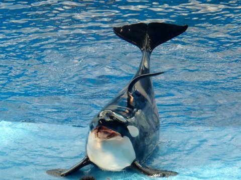 11 Proofs That Orca Whales Show Their Intelligence, Similar to Dolphins