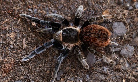 2 Spesies Baru Tarantula Ditemukan di Ekuador, Salah Satunya Agresif