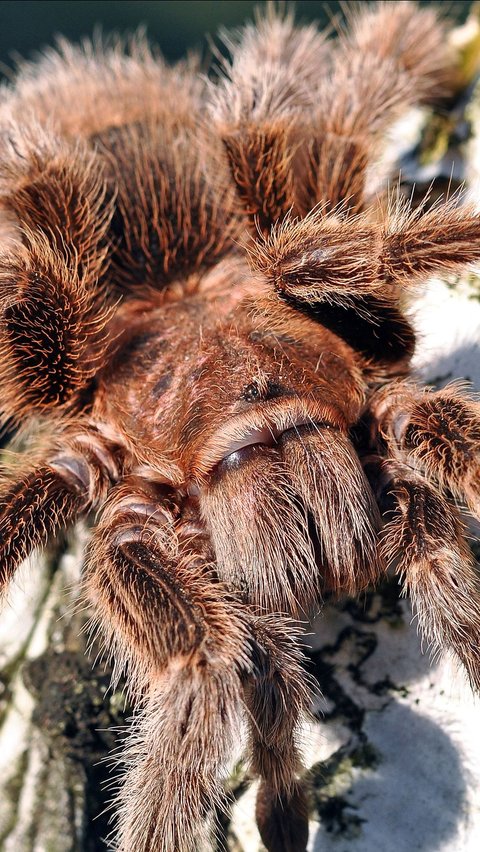 2 Spesies Baru Tarantula Ditemukan di Ekuador, Salah Satunya Agresif