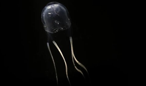 4. Jellyfish