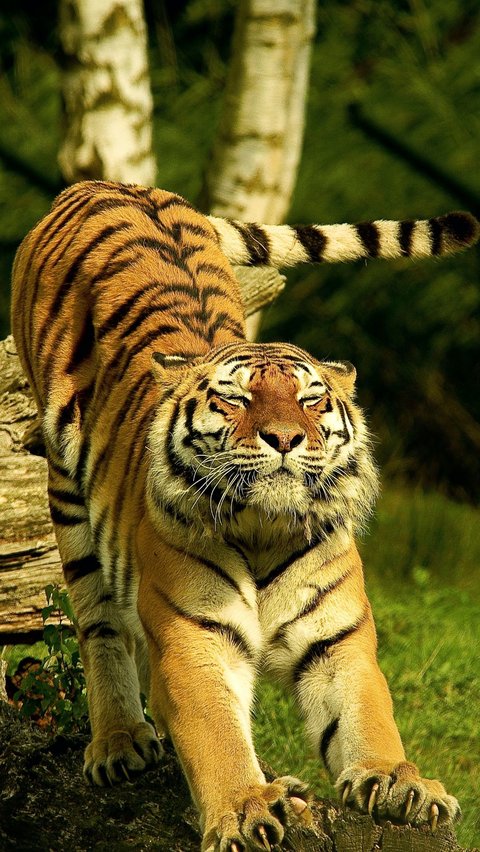 11 Meaning of Dreaming of Keeping Tigers that are Believed to be a Sign of Threat.