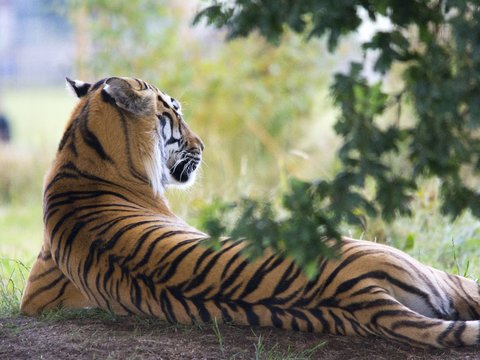 11 Meanings of Dreaming About Keeping a Tiger Believed to Be a Sign of Threat