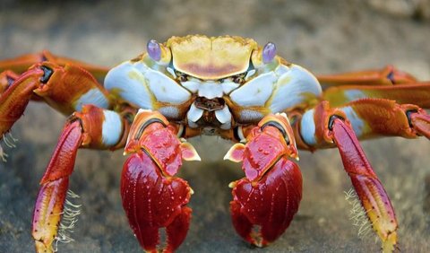2. Sally Lightfoot crabs