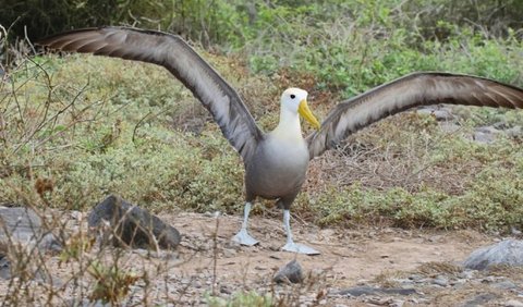 <b>3. Waved albatross</b><br>