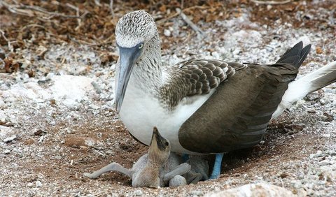 4. Blue-footed boobies