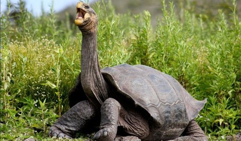 7. Galapagos giant turtle.