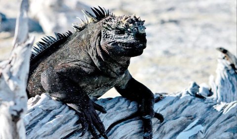 8. Sea iguana