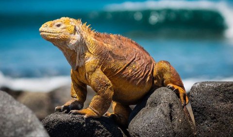 9. Galapagos Island Iguanas