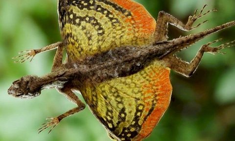 10 Animals that Resemble Dragons, One of them is Unique to Indonesia