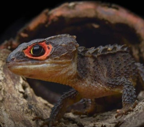 10 Animals that Resemble Dragons, One of them is Unique to Indonesia