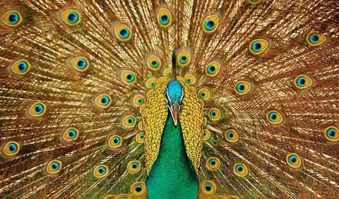 8. Peacock