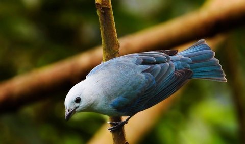 1. Tanager blue-gray