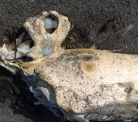 The Discovery of the Salish Sea Monster Shocks Scientists, Its Shape is Strange