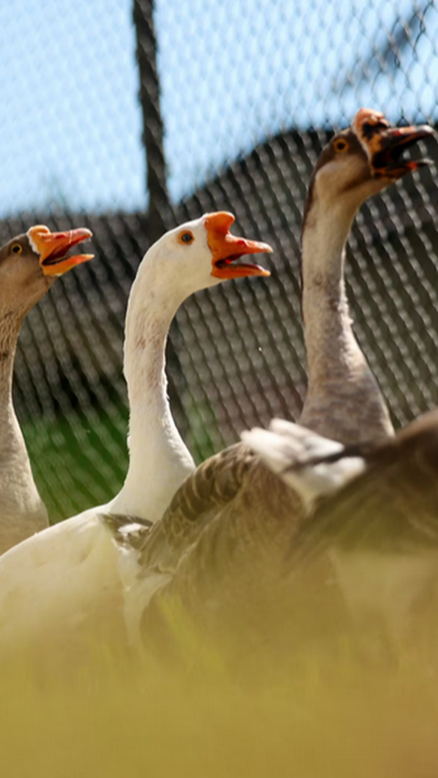 Brazil's Prisons Use Flocks of Geese instead of Dogs as Guards ...