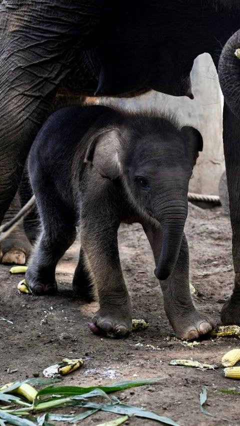 FOTO: Lucunya Bayi Gajah Sumatera Lahir dari Induk Berusia 45 Tahun di Bali Zoo