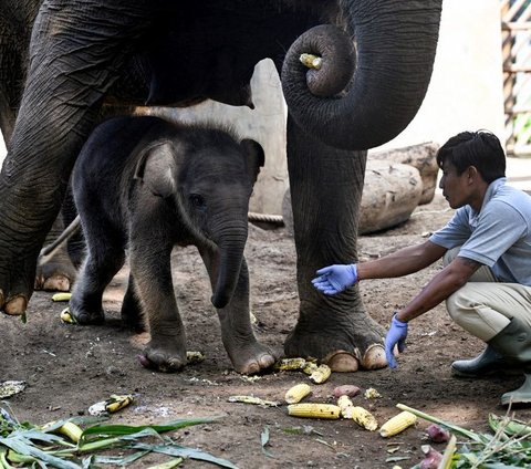 Seekor bayi gajah Sumatera lahir secara normal di kebun binatang Bali Zoo di Gianyar, Bali. Kelahiran gajah berkelamin jantan itu menjadi kado istimewa di penghujung tahun 2023.