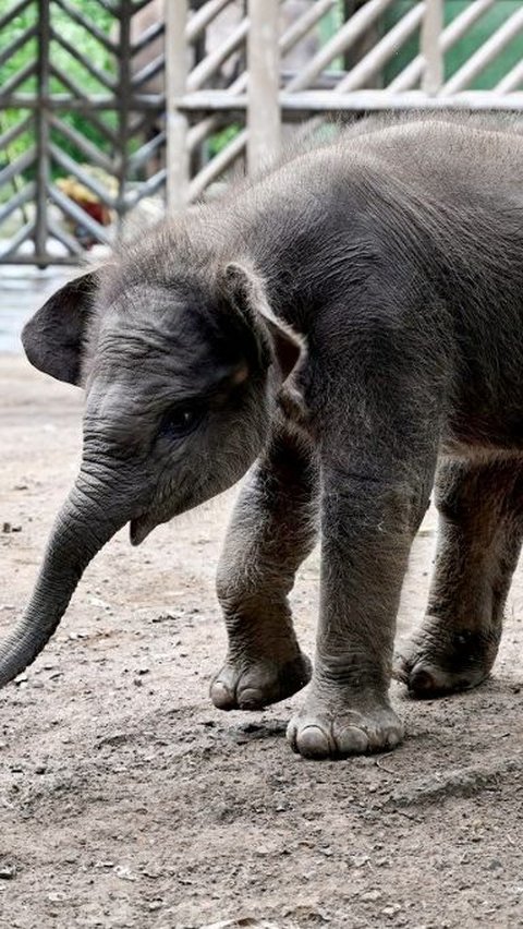 Sebagaimana dilansir Antara, bayi Gajah Sumatera itu lahir dengan bobot sekitar 80 kilogram itu pada Jumat (24/11) sekitar pukul 07.00 WITA.<br>