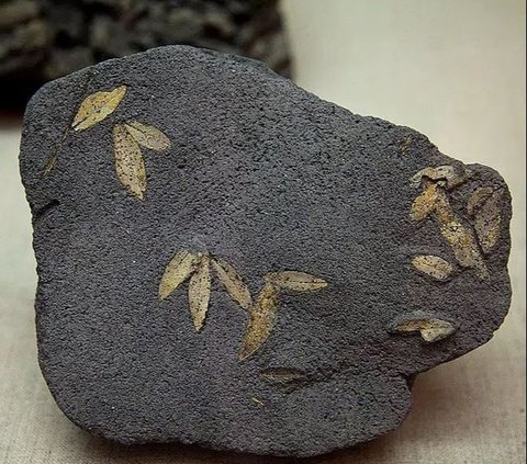 Fosil Daun Zaitun Berusia 60.000 Tahun Ditemukan Masih Utuh, Ungkap Sejarah Mengerikan Letusan Gunung Api di Santorini