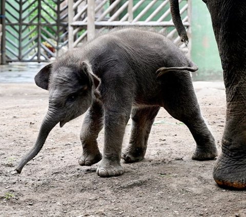 FOTO: Lucunya Bayi Gajah Sumatera Lahir dari Induk Berusia 45 Tahun di Bali Zoo