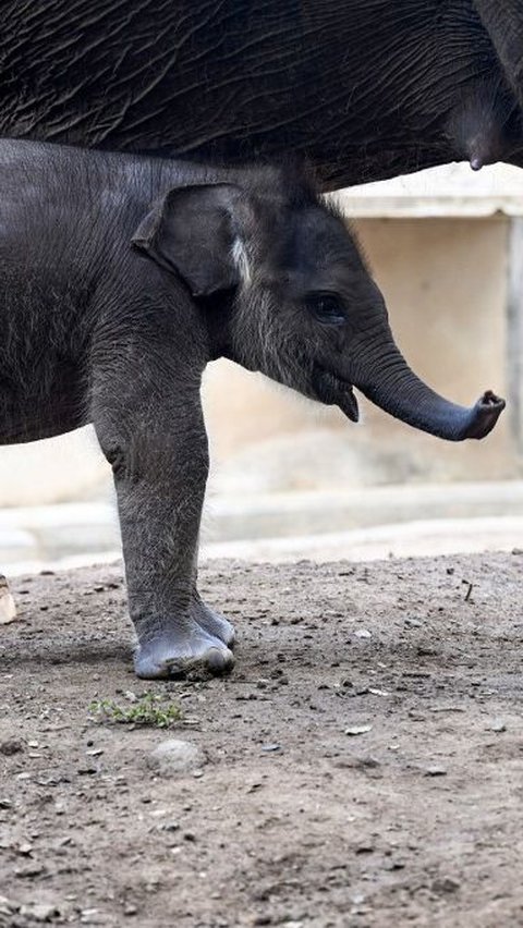 Lahirnya Kama telah menambah koleksi Gajah Sumatera yang ada di kebun binatang seluas 10 hektare itu menjadi 15 ekor.