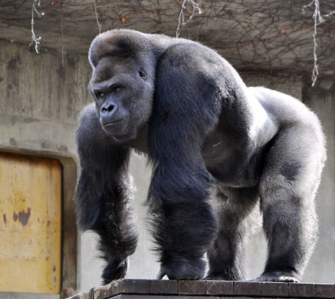 Meet Shabani, The World's Most Handsome Gorilla! | trstdly: trusted ...