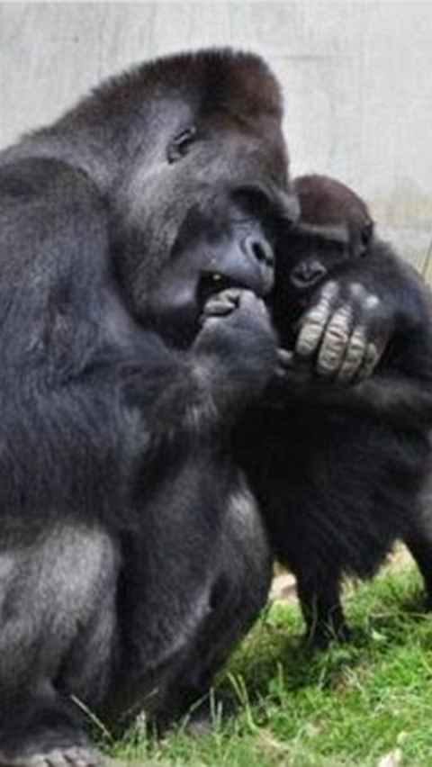 Meet Shabani, The World's Most Handsome Gorilla! | trstdly: trusted ...