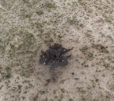 Ratusan gajah ditemukan mati membusuk di Taman Nasional Hwange yang terkenal di Zimbabwe, ketika negara itu menghadapi kekeringan ekstrem. Fenomena El Nino dan perubahan iklim telah membuat sumber-sumber air di taman nasional tersebut kering kerontang.