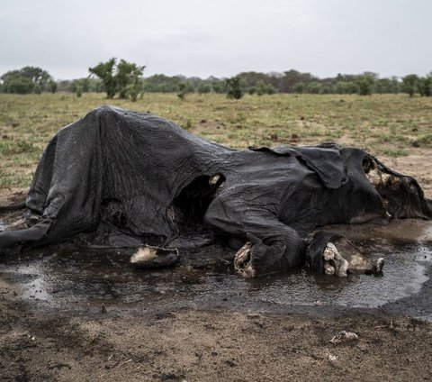 FOTO: Memilukan, Ratusan Gajah di Zimbabwe Mati Membusuk Karena Kekeringan Ekstrem