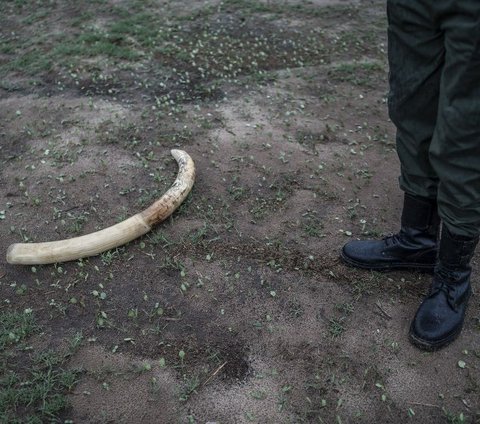 FOTO: Memilukan, Ratusan Gajah di Zimbabwe Mati Membusuk Karena Kekeringan Ekstrem