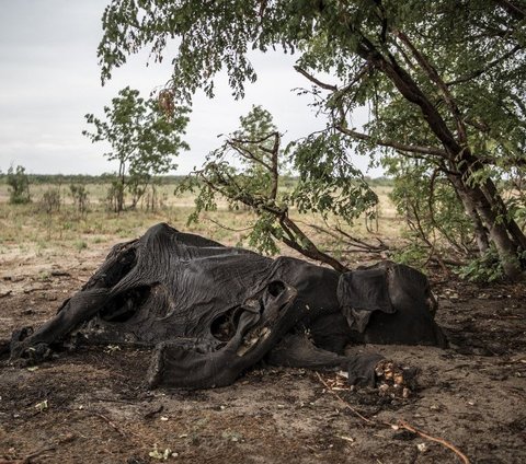 FOTO: Memilukan, Ratusan Gajah di Zimbabwe Mati Membusuk Karena Kekeringan Ekstrem